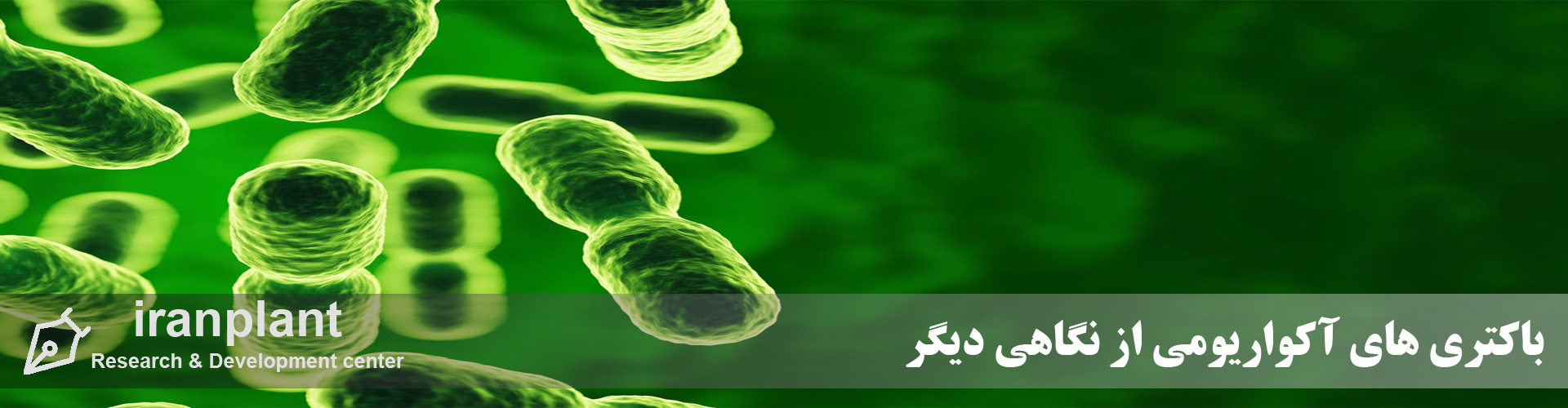 باکتری آکواریوم aquarium bacteria باکتری آکواریوم aquarium bacteria