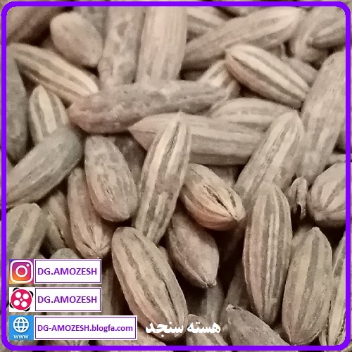 دانه سنجد، هسته سنجد، بذر سنجد، کاشت سنجد