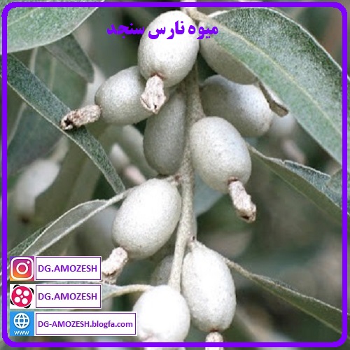 میوه نارس سنجد، سنجد سبز، سنجد نرسیده، سنجد کال