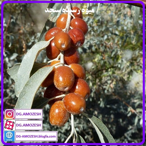 میوه سنجد، سنجد قرمز، سنجد نارنجی، خواص سنجد