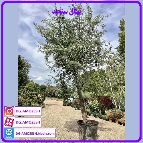نهال سنجد، نهالچه سنجد، سنجد گلدانی، خرید نهال سنجد، درختچه سنجد