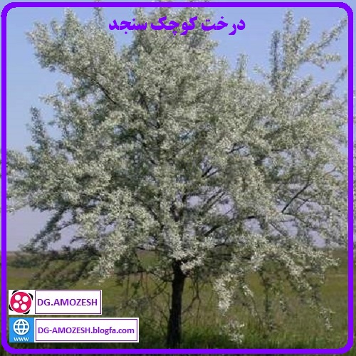 درخت کوچک سنجد،  انواع درخت سنجد، درخت میوه سنجد، کاشت درخت سنجد