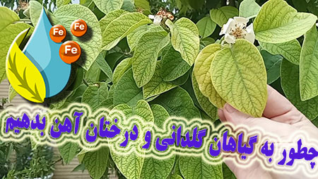 فیلم