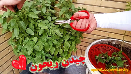 فیلم