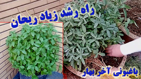 فیلم