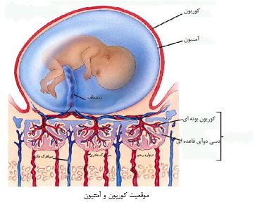 پرده جنینی