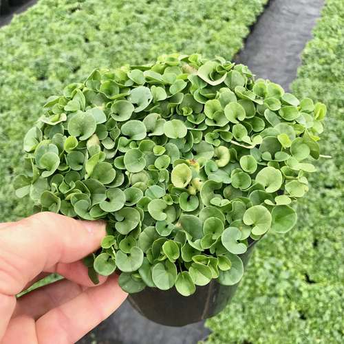 شبدر دایکوندرا : بذر شبدر خارجی