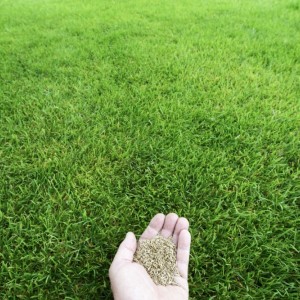 بذر چمن فوتبال، بذرچمن پارک، بذر چمن همیشه سبز